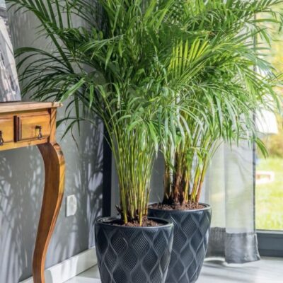 Palmy w dużych okrągłych donicach z wkładem. Donice są idealne do domu jak i na taras, balkon. Ciemny kolor dodaje elegancji.