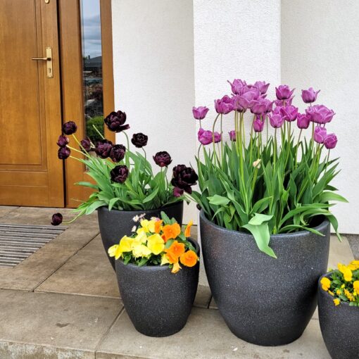 Tulipany, bratki w czarnych donicach przed domem.