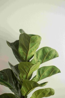 Fikus dębolistny to roślina o dużych liściach idealna do salonu.