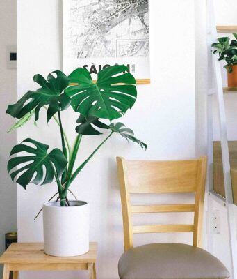 Monstera w salonie Urban Jungle na stoliku. 