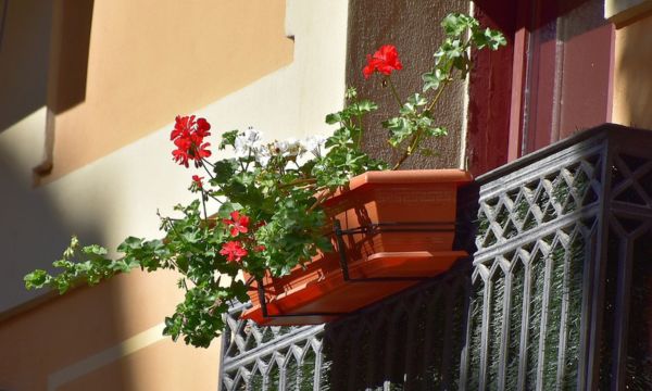 Kwiaty na balkonie w wąskiej podłużnej donicy.