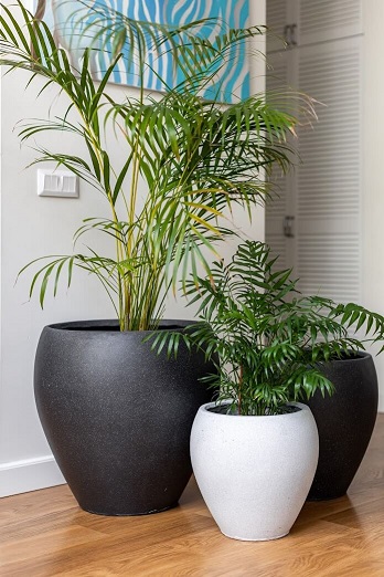 Zestaw dużych donic do salonu, dwie czarne donice i jedna biała doniczka z roślinami dają efekt urban jungle.