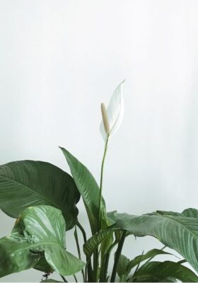 Skrzydłokwiat z białym kwiatem.