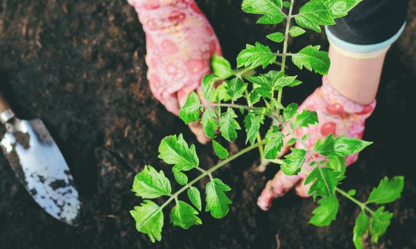 Przesadzanie roślin w ogrodzie jesienią i podstawowe informacje.