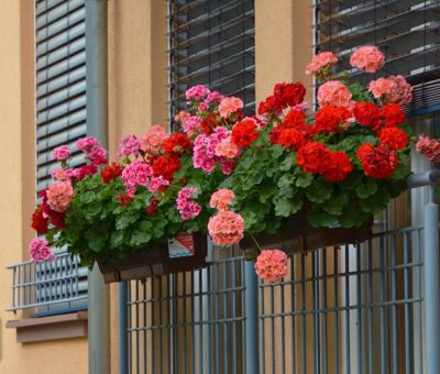 Pelargonie na słonecznym balkonie