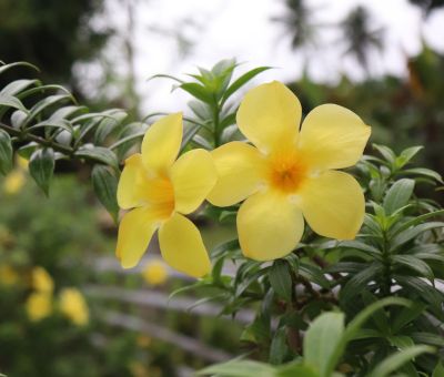 Allamanda na balkonie