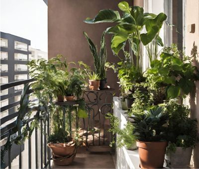 Rośliny na balkon zacieniony.