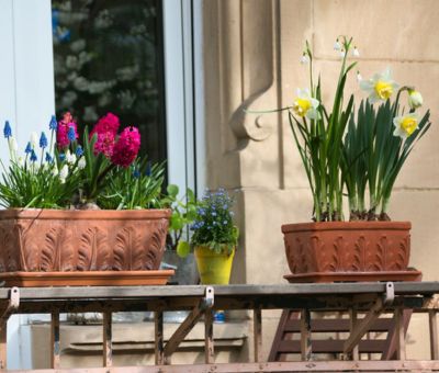 Kwiaty na słoneczny balkon propozycje roślin