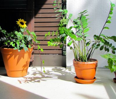 Kwiaty na słoneczny balkon w donicach brązowych