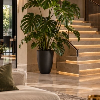 Monstera mniejsza