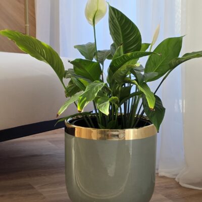 Donica Szarozielona ze złotym