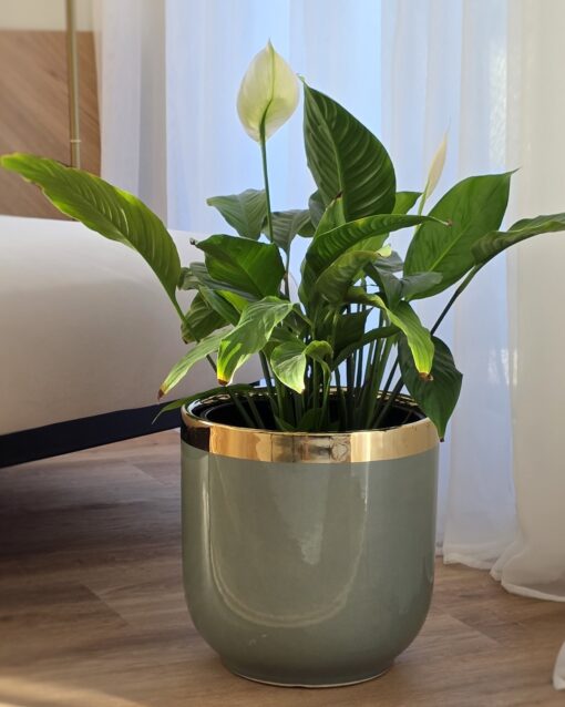 Donica Szarozielona ze złotym