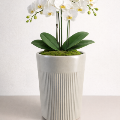 ChatGPT Image 27 lut 2026, 12_38_16